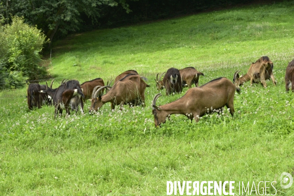 Animaux : élevage de chèvres au GAEC bio   Les vaches nous rendent chèvres . Animals : Goat farming.