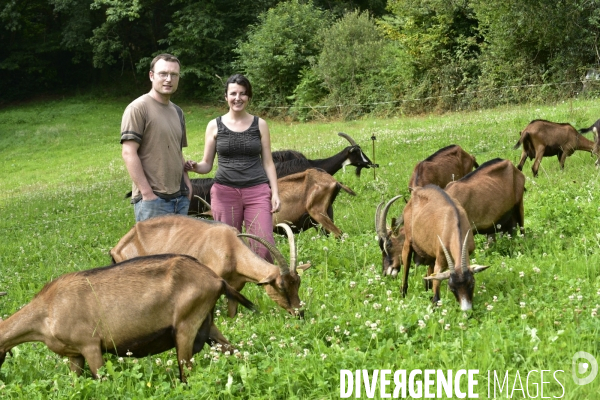 Animaux : élevage de chèvres au GAEC bio   Les vaches nous rendent chèvres . Animals : Goat farming.