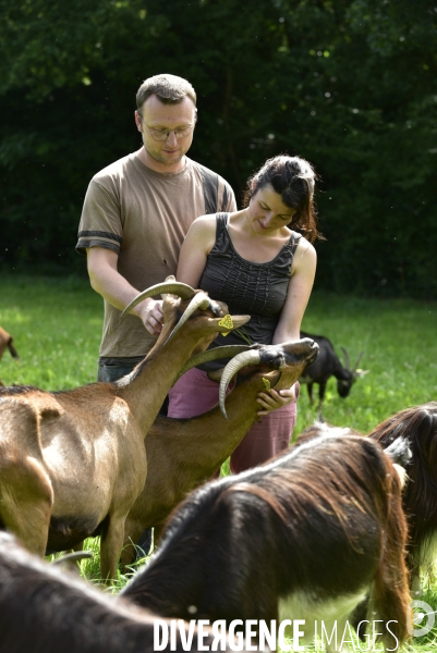 Animaux : élevage de chèvres au GAEC bio   Les vaches nous rendent chèvres . Animals : Goat farming.