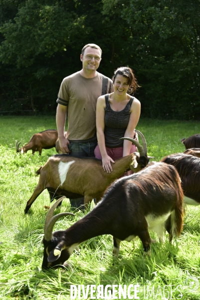 Animaux : élevage de chèvres au GAEC bio   Les vaches nous rendent chèvres . Animals : Goat farming.