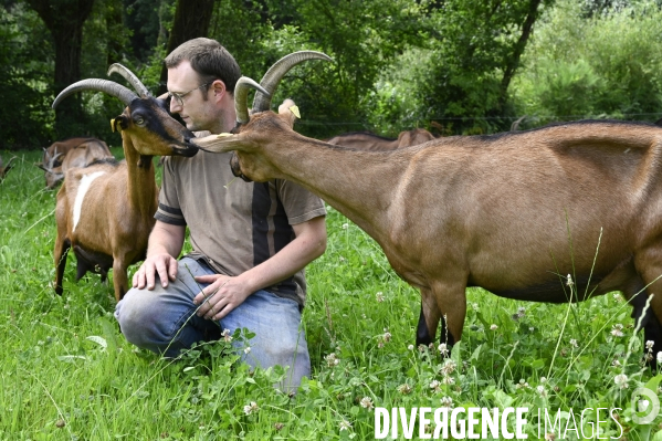 Animaux : élevage de chèvres au GAEC bio   Les vaches nous rendent chèvres . Animals : Goat farming.