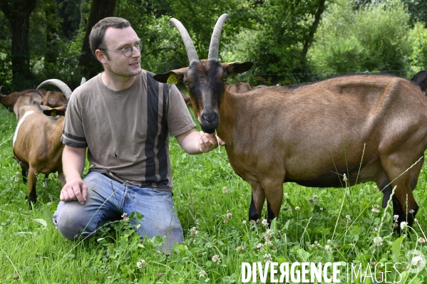 Animaux : élevage de chèvres au GAEC bio   Les vaches nous rendent chèvres . Animals : Goat farming.