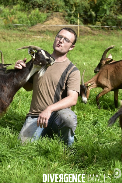 Animaux : élevage de chèvres au GAEC bio   Les vaches nous rendent chèvres . Animals : Goat farming.