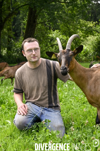 Animaux : élevage de chèvres au GAEC bio   Les vaches nous rendent chèvres . Animals : Goat farming.