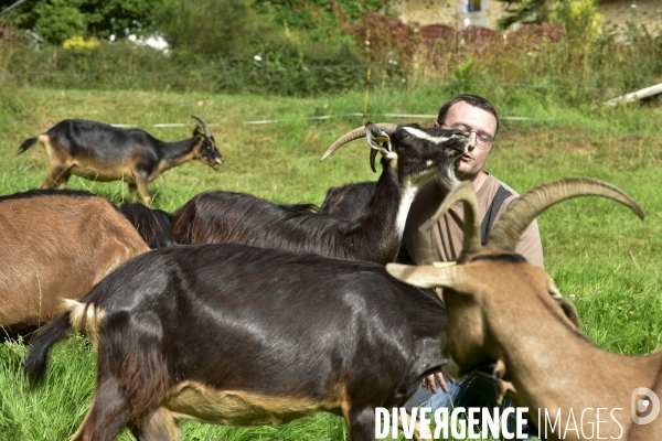 Animaux : élevage de chèvres au GAEC bio   Les vaches nous rendent chèvres . Animals : Goat farming.