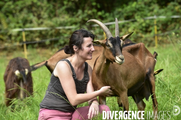 Animaux : élevage de chèvres au GAEC bio   Les vaches nous rendent chèvres . Animals : Goat farming.