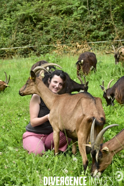 Animaux : élevage de chèvres au GAEC bio   Les vaches nous rendent chèvres . Animals : Goat farming.