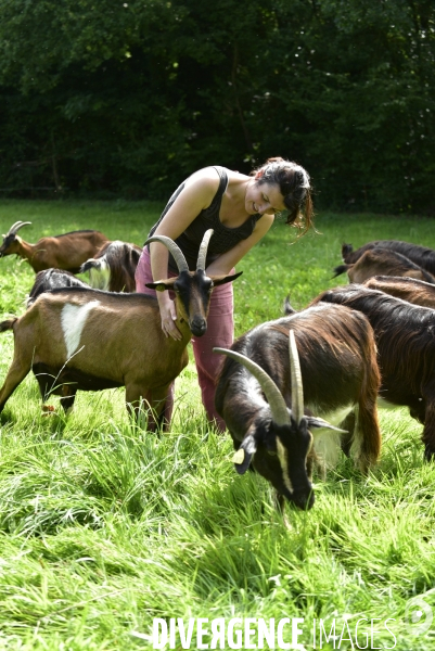 Animaux : élevage de chèvres au GAEC bio   Les vaches nous rendent chèvres . Animals : Goat farming.