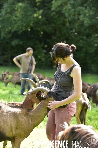 Animaux : élevage de chèvres au GAEC bio   Les vaches nous rendent chèvres . Animals : Goat farming.