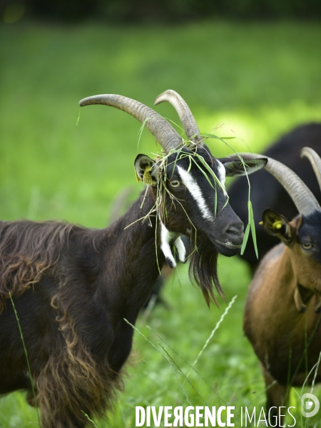 Animaux : élevage de chèvres au GAEC bio   Les vaches nous rendent chèvres . Animals : Goat farming.