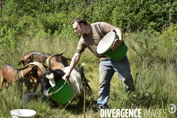 Animaux : élevage de chèvres au GAEC bio   Les vaches nous rendent chèvres . Animals : Goat farming.