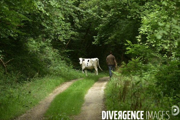 Animaux : élevage de chèvres au GAEC bio   Les vaches nous rendent chèvres . Animals : Goat farming.