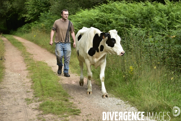 Animaux : élevage de chèvres au GAEC bio   Les vaches nous rendent chèvres . Animals : Goat farming.