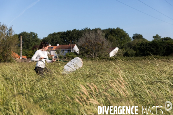 Protection des cultures et auxiliaires sauvages