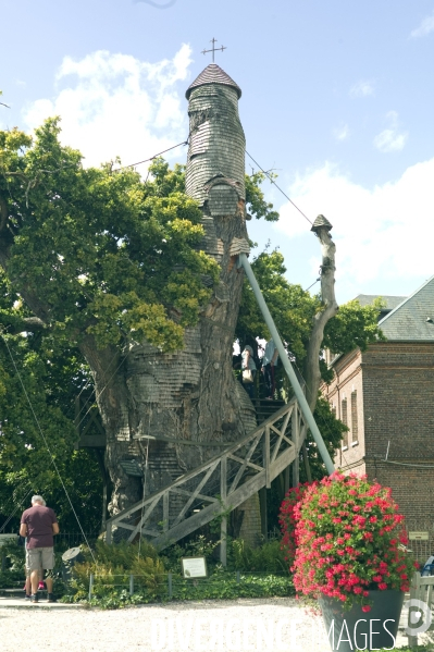 Chêne d Allouville , Normandie