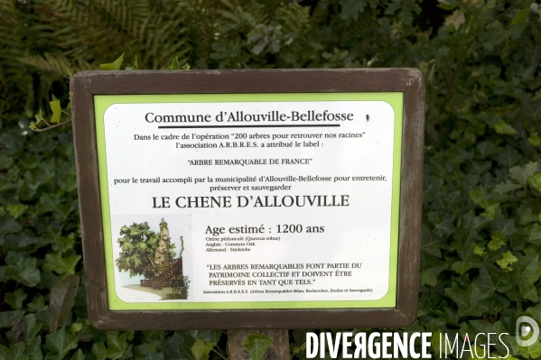 Chêne d Allouville , Normandie