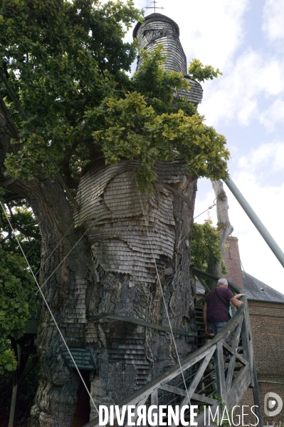 Chêne d Allouville , Normandie