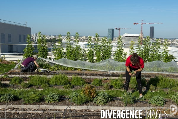 Un Opéra pour des légumes