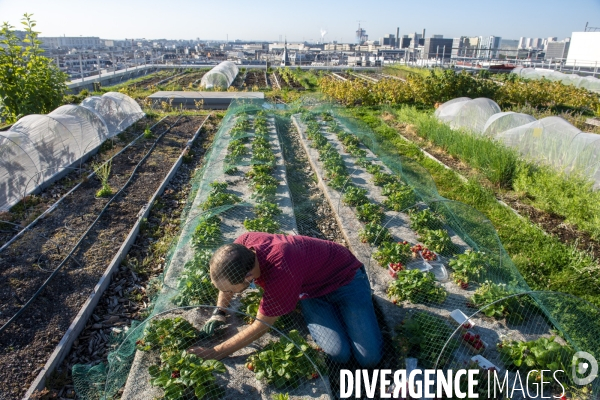 Un Opéra pour des légumes