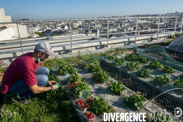 Un Opéra pour des légumes