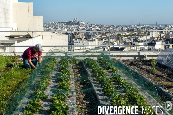 Un Opéra pour des légumes