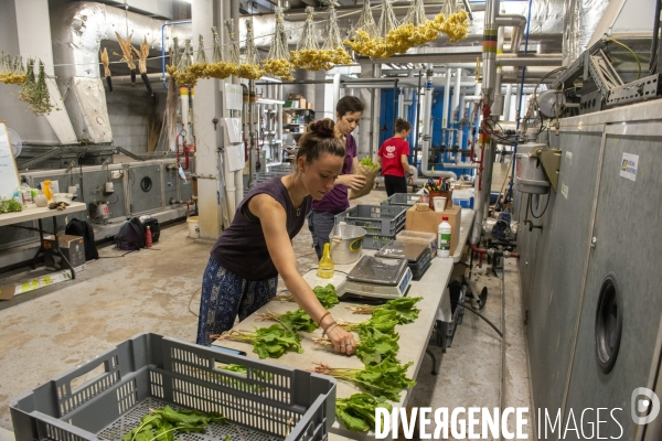 Un Opéra pour des légumes