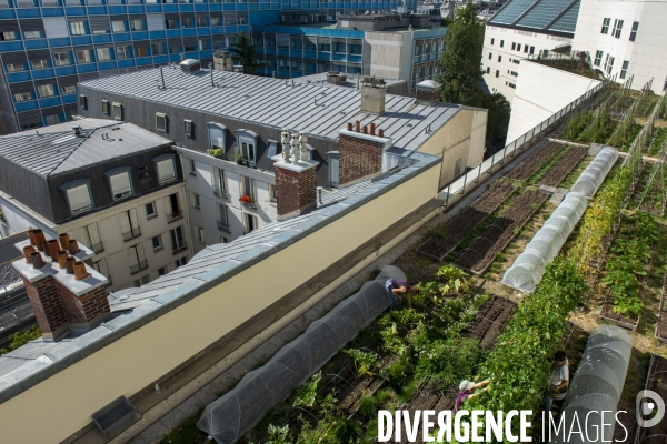 Un Opéra pour des légumes