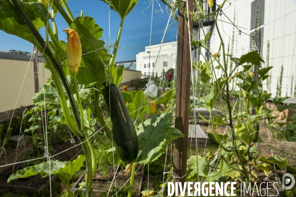 Un Opéra pour des légumes