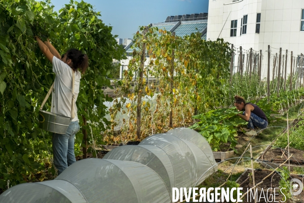 Un Opéra pour des légumes