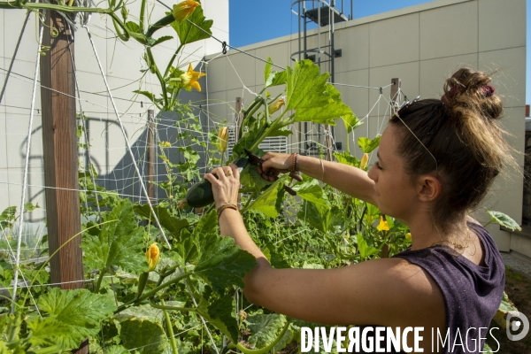 Un Opéra pour des légumes