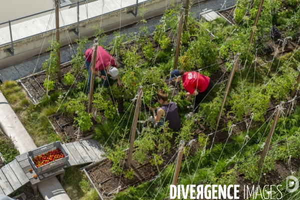 Un Opéra pour des légumes