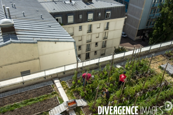 Un Opéra pour des légumes