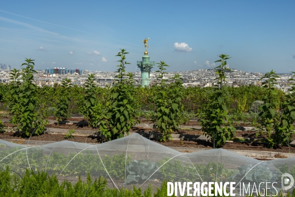 Un Opéra pour des légumes