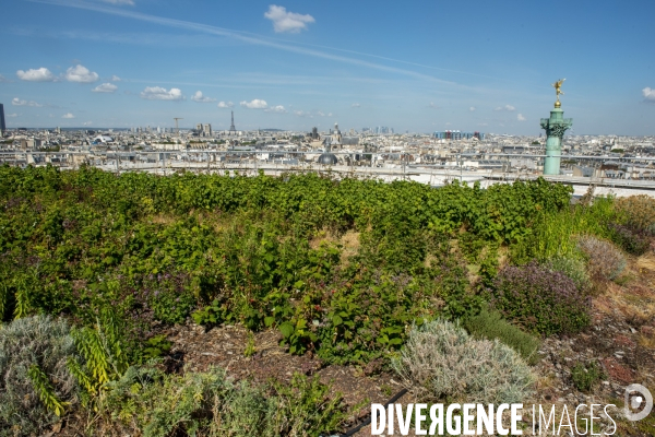 Un Opéra pour des légumes