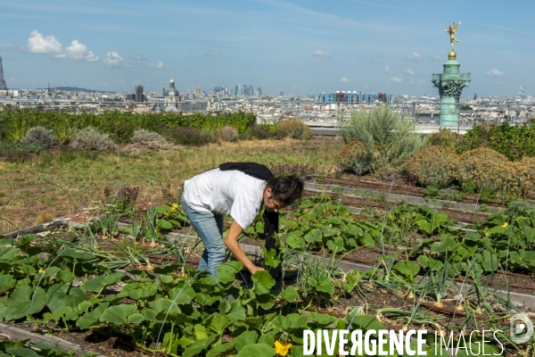 Un Opéra pour des légumes