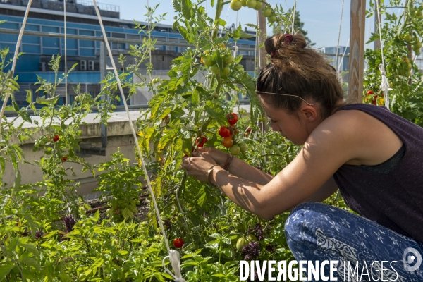 Un Opéra pour des légumes