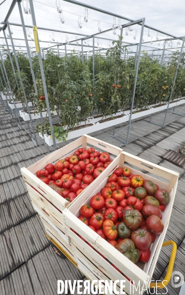 Ramassage des legumes a la ferme urbaine de paris