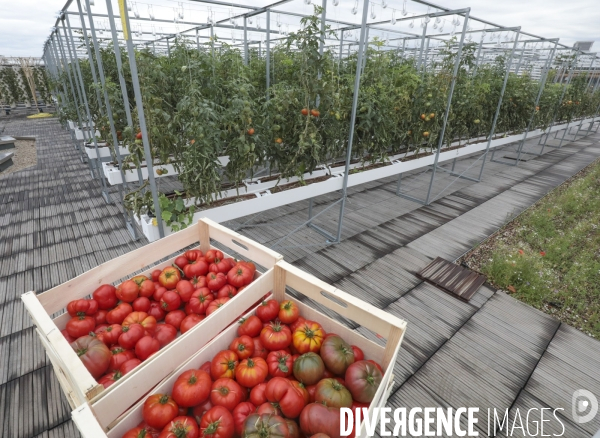 Ramassage des legumes a la ferme urbaine de paris