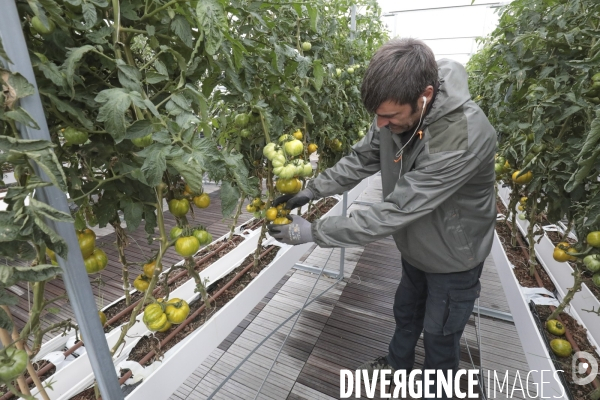 Ramassage des legumes a la ferme urbaine de paris