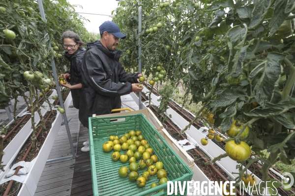 Ramassage des legumes a la ferme urbaine de paris