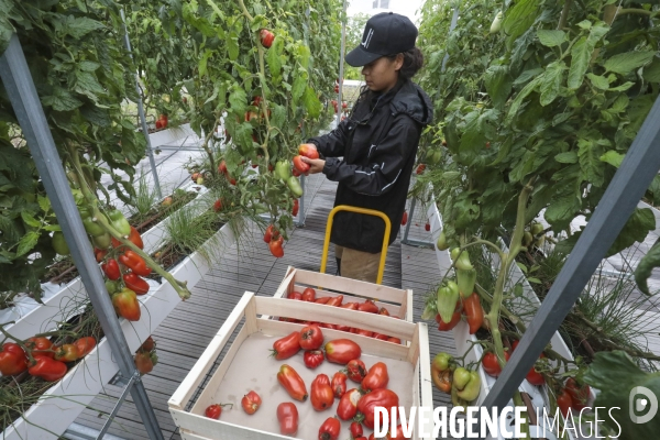 Ramassage des legumes a la ferme urbaine de paris