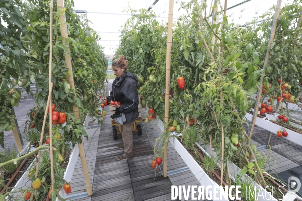 Ramassage des legumes a la ferme urbaine de paris