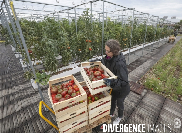 Ramassage des legumes a la ferme urbaine de paris