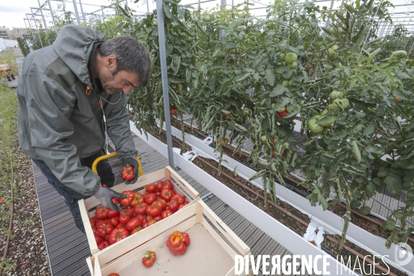 Ramassage des legumes a la ferme urbaine de paris