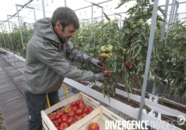 Ramassage des legumes a la ferme urbaine de paris