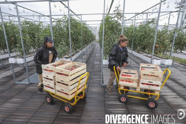 Ramassage des legumes a la ferme urbaine de paris