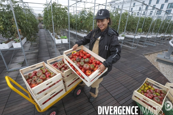 Ramassage des legumes a la ferme urbaine de paris