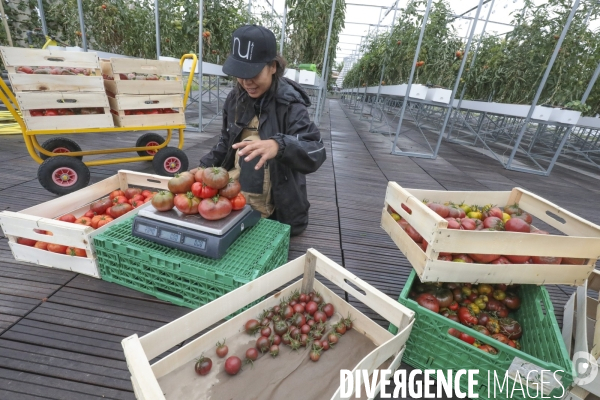 Ramassage des legumes a la ferme urbaine de paris