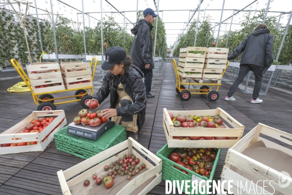 Ramassage des legumes a la ferme urbaine de paris