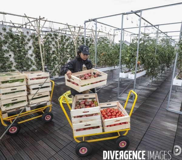 Ramassage des legumes a la ferme urbaine de paris